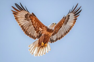 A majestic eagle soars gracefully through a clear blue sky, wings outstretched in breathtaking flight.