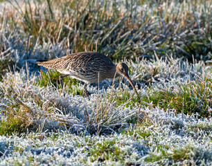 Curlew in a winter setting