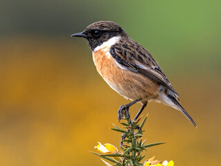 Stonechat male on a gorse bush