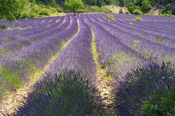 Fototapeta premium Beautiful view of the lavender field. Lavender fields in Provence, France