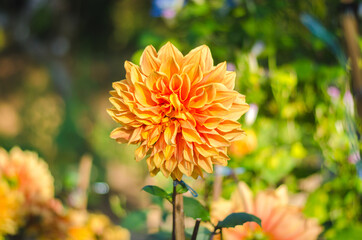 Vibrant orange dahlia blooming in sunlight