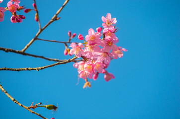 Cherry blossoms against a clear blue sky
