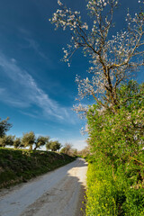 Road between almond trees and olives at spring time