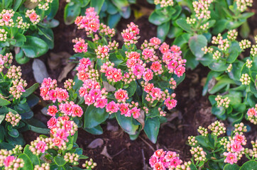 Colorful pink flowers in lush green foliage.