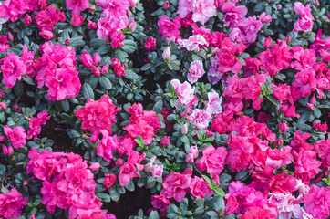 Vibrant pink azaleas in full bloom