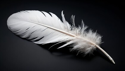 Obraz premium Single White Feather on Black Background