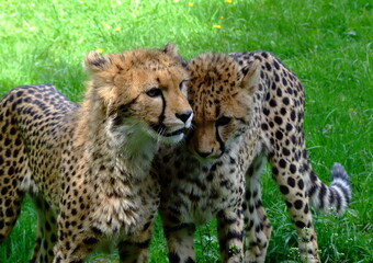cheetah
