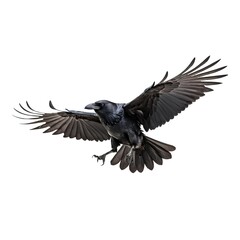 Obraz premium Raven in Flight, Isolated on White Background