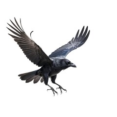 Raven in Flight, Isolated on White