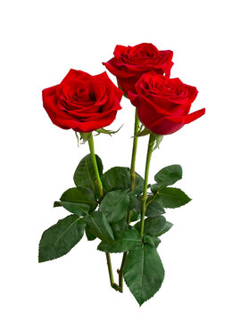 Three dark red roses on white background