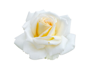 White rose isolated on a white background