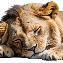 Naklejka premium Sleeping Lion Cub Close-Up