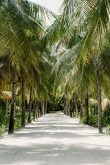 A scenic tropical pathway lined with lush palm trees and soft white sand, creating a peaceful and inviting atmosphere in a paradise setting in Maldives