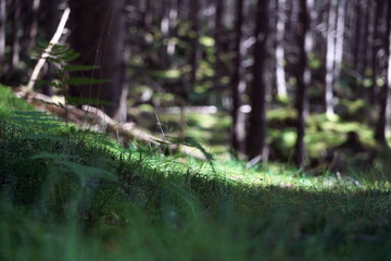 dew wet beautiful wildflowers and grass close-up, sunny light from back, highlighting. contouring shape, drops of water