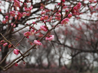 cherry blossom in spring