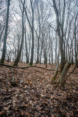 Forest at beautiful autumn day , yellow leaves on the ground , landscape photography in the forest , trees without leaves on branches , fallen trees on the picture  