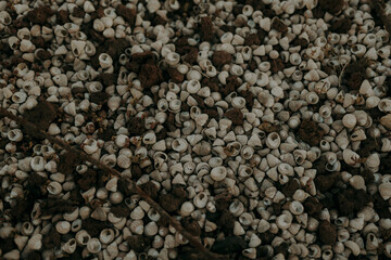 Natural Shell Texture – A Close-Up of Weathered Sea Shells and Rocks