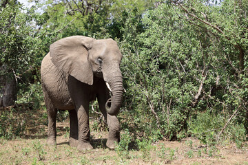 Obraz premium Afrikanischer Elefant / African elephant / Loxodonta africana