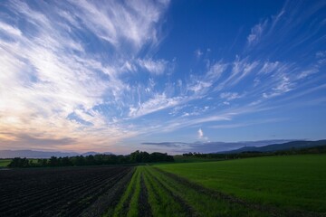 Obraz premium 美しい夕焼け雲と畑