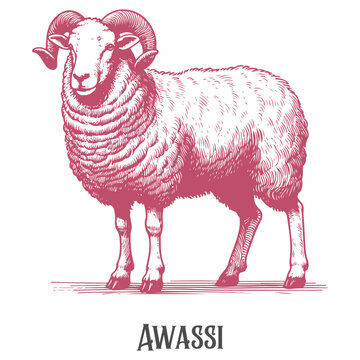 A hand-drawn illustration of an Awassi sheep with thick wool and gentle expression