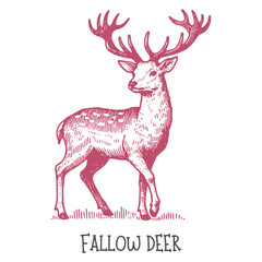 A detailed hand-drawn illustration of a fallow deer in natural surroundings