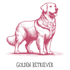 A hand-drawn illustration of a Golden Retriever dog with a friendly expression
