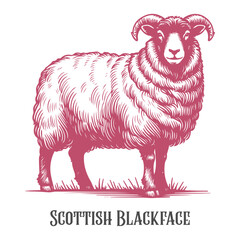 A hand-drawn illustration of a Scottish Blackface sheep with distinctive black markings and thick wool