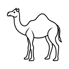 camel isolated on white