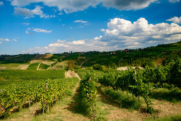 Fototapeta premium Vineyards of Oltrepo Pavese at summer