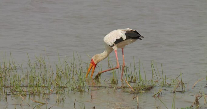 Yellow-billed stork (Mycteria ibis) foraging in the Kavango river, Namibia
