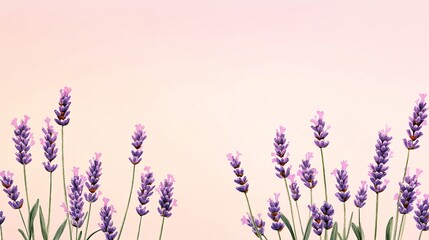 Obraz premium A serene lavender field gently swaying with a pastel background, creating a calming and tranquil atmosphere.