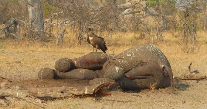White-backed vulture (Gyps africanus) perched on carcass of dead African elephant (Loxodonta africana)