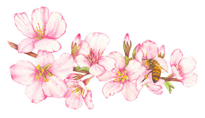 Hand painted watercolor illustration of fruit tree blossom with bees on flowers. The theme of farming, spring, bees, apiary, honey. Ideal for seasonal holidays, wedding, children's themes.