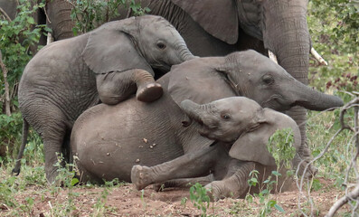 Fototapeta premium Afrikanischer Elefant / African elephant / Loxodonta africana