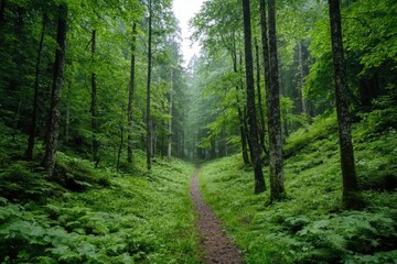 Fototapeta premium Trail winds through a verdant forest, a quiet nature scene, serene background