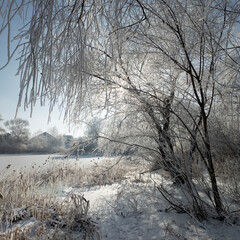 winter landscape. road in snow. tall trees in frost. natural winter landscape. forest in snow. ice on branches. snow and sun. walk in winter forest. sport in nature. seasons. symbol of time.