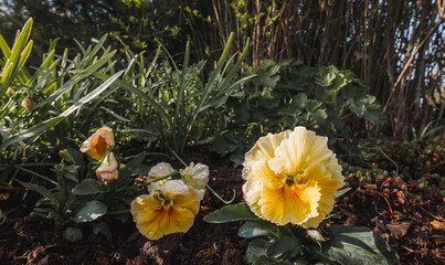 Yellow pansies in a spring flowerbed on a sunny spring day.