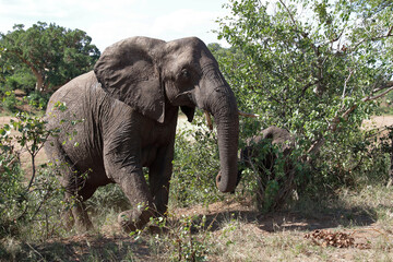 Obraz premium Afrikanischer Elefant / African elephant / Loxodonta africana
