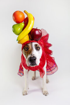 White dog dressed as Carman Miranda