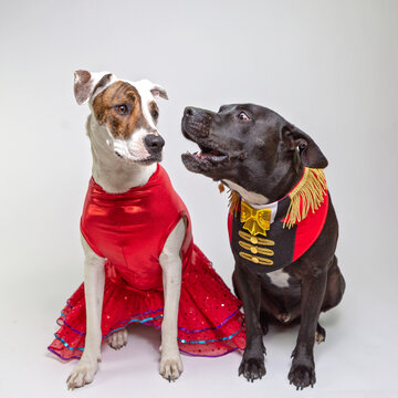 two dogs in fancy dress costumes