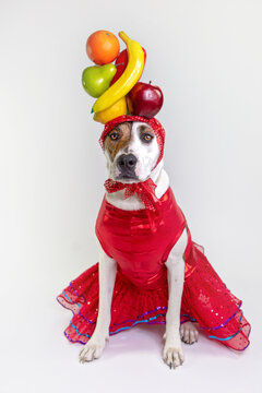 White dog dressed as Carman Miranda