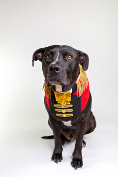 Black Amstaff x dressed as circus ringmaster