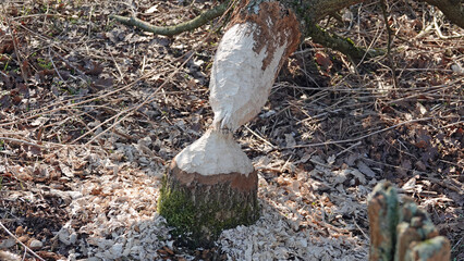 Biber Baumf&auml;llung