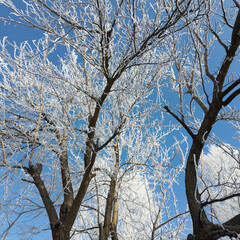 winter landscape. road in snow. tall trees in frost. natural winter landscape. forest in snow. ice on branches. snow and sun. walk in winter forest. sport in nature. seasons. symbol of time.
