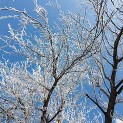 winter landscape. road in snow. tall trees in frost. natural winter landscape. forest in snow. ice on branches. snow and sun. walk in winter forest. sport in nature. seasons. symbol of time.