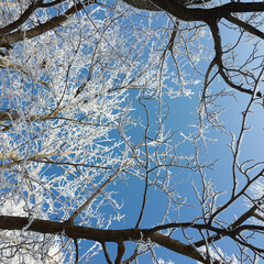 winter landscape. road in snow. tall trees in frost. natural winter landscape. forest in snow. ice on branches. snow and sun. walk in winter forest. sport in nature. seasons. symbol of time.