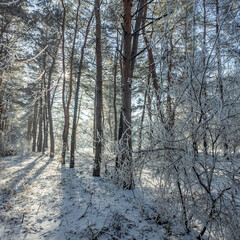winter landscape. road in snow. tall trees in frost. natural winter landscape. forest in snow. ice...