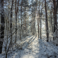 winter landscape. road in snow. tall trees in frost. natural winter landscape. forest in snow. ice on branches. snow and sun. walk in winter forest. sport in nature. seasons. symbol of time.