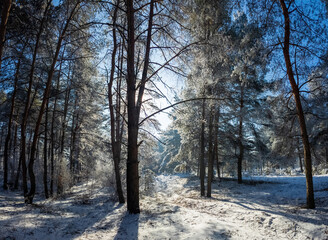 winter landscape. road in snow. tall trees in frost. natural winter landscape. forest in snow. ice on branches. snow and sun. walk in winter forest. sport in nature. seasons. symbol of time.