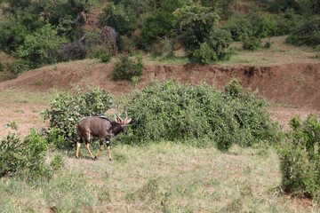 Nyala / Nyala / Tragelaphus angasii.